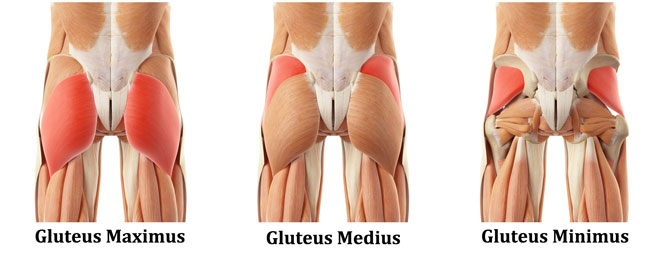 3-gluteus-muscles