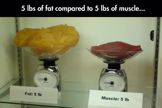 cool-comparison-pounds-fat-versus-muscle