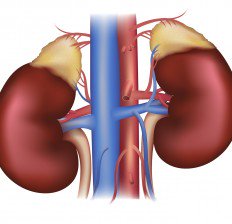bigstock-Kidneys-And-Adrenal-Glands-62547419-232x224.jpg