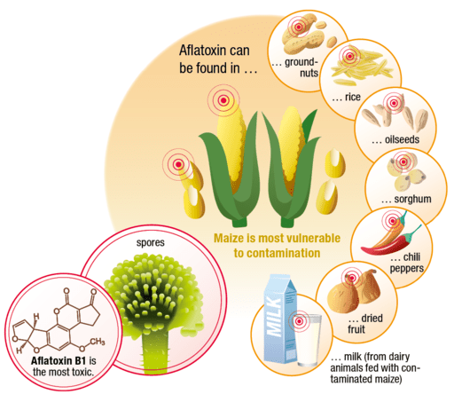 csm_Aflatoxin_Infographic_final_364456bdb9