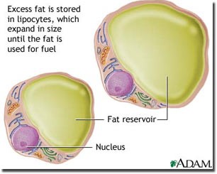 fat_cells306x245s.jpg